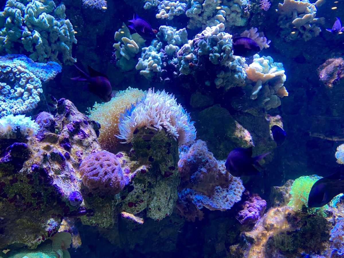 チンアナゴ達はあんまり動いてくれなかった😅

ヘコアユ、頭を下にして泳いで...