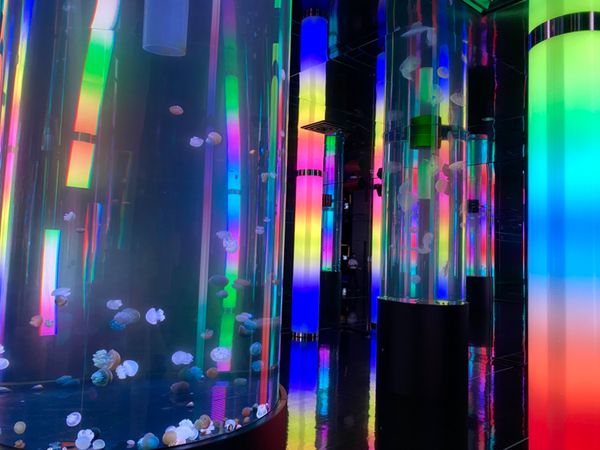 日本・那覇「出張ついでに　かりゆし水族館🐠🐡」の写真：幻想的だったクラゲの展示