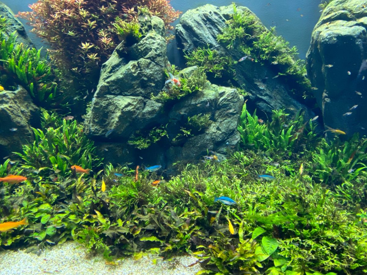 かりゆし水族館

お値段お高めだけど
展示の雰囲気とても良し
スマホ必須の...