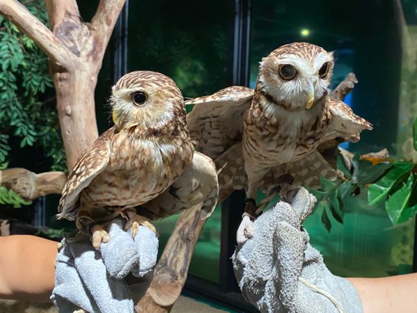 日本・那覇「出張ついでに　かりゆし水族館🐠🐡」の写真：アナホリフクロウ可愛すぎる😍
シフト制ら...