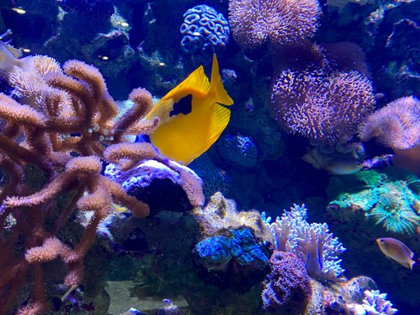 日本・那覇「出張ついでに　かりゆし水族館🐠🐡」の写真：チンアナゴ達はあんまり動いてくれなかった...