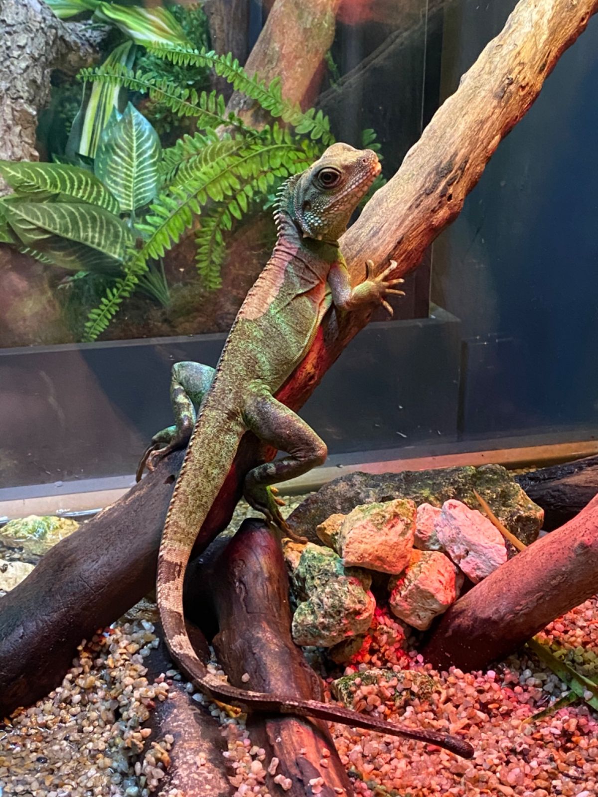 かりゆし水族館

インドシナウォータードラゴンとエボシカメレオン🦎
ゆっく...
