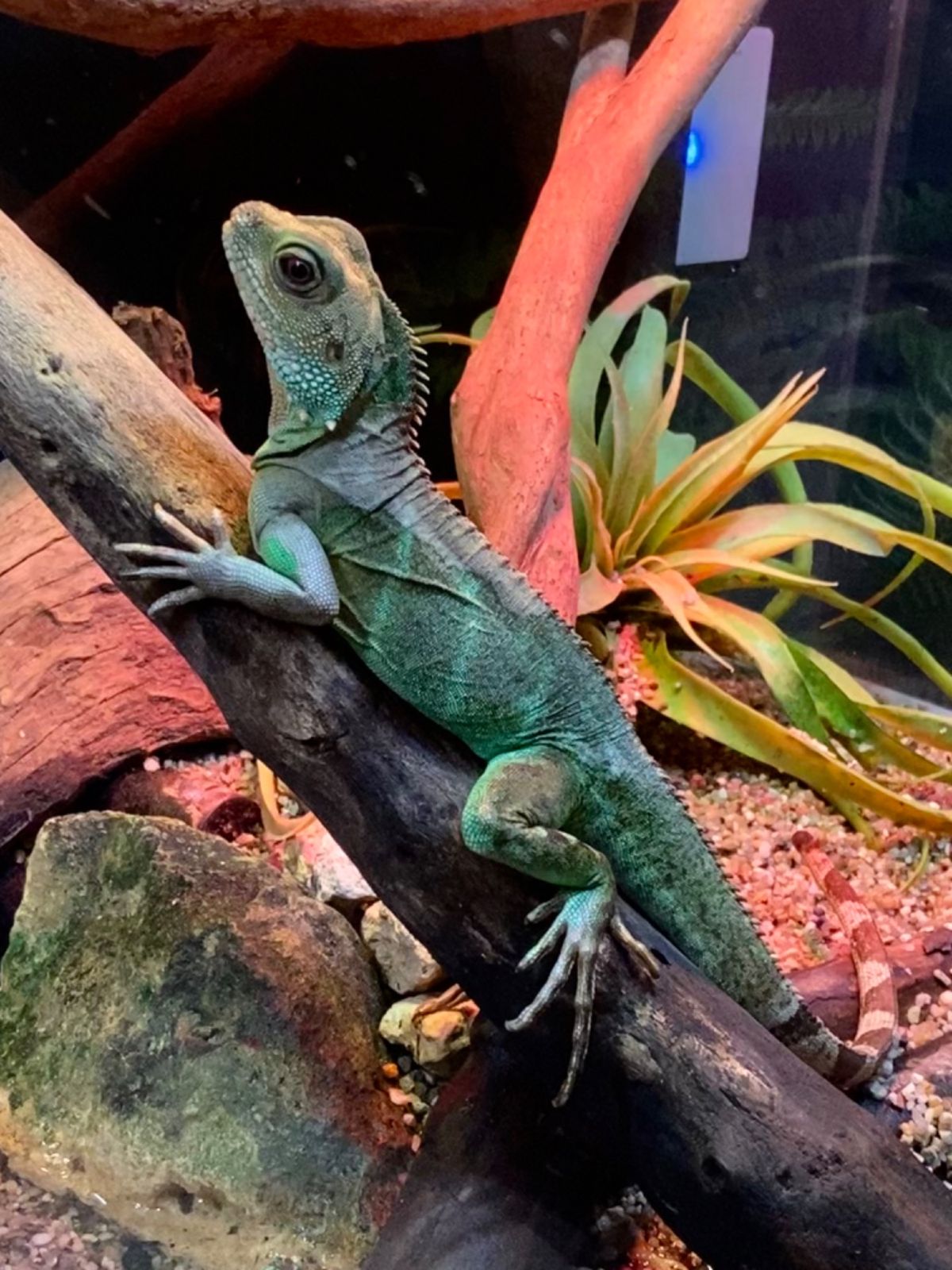 かりゆし水族館

インドシナウォータードラゴンとエボシカメレオン🦎
ゆっく...