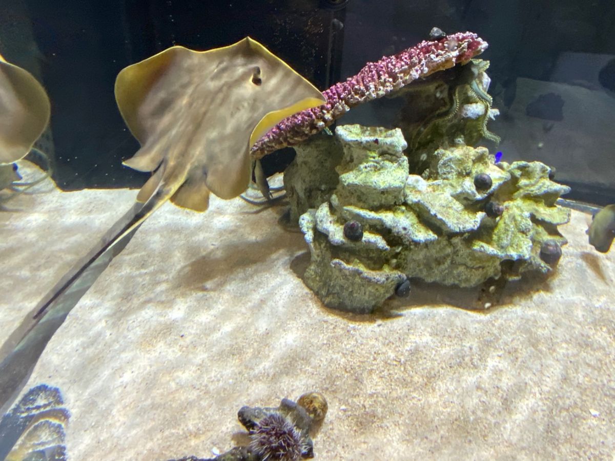 地下？1階？の水槽はサンゴ礁の中をシュノーケリングしてるみたいで綺麗だった🐠