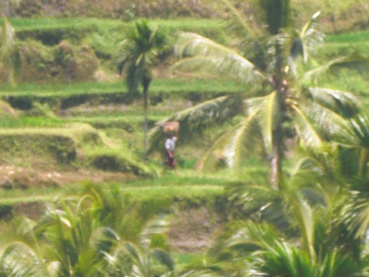 23rd Feb 2010 pic📷
in RICE TERRACE🌾