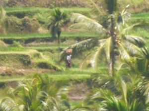 23rd Feb 2010 pic📷
in RICE TERRACE🌾