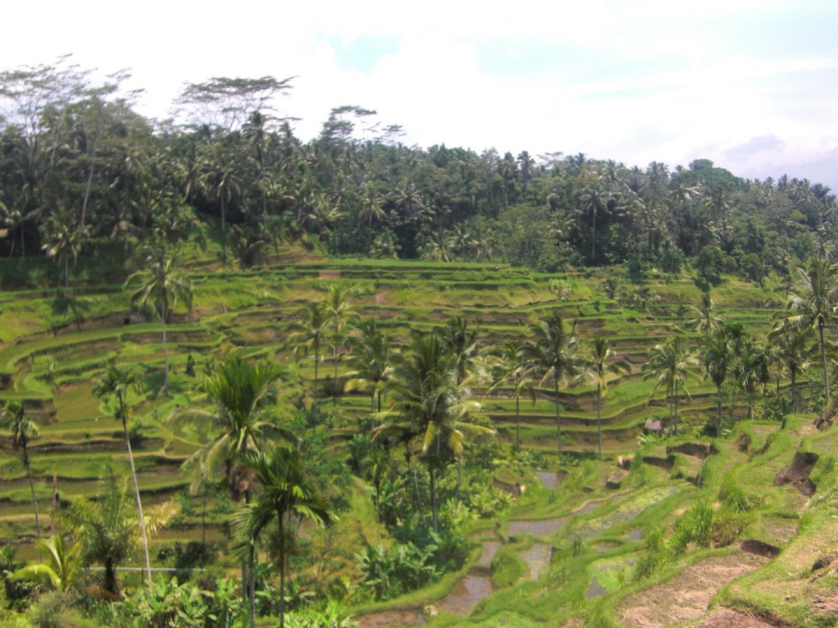 23rd Feb 2010 pic📷
in RICE TERRACE🌾