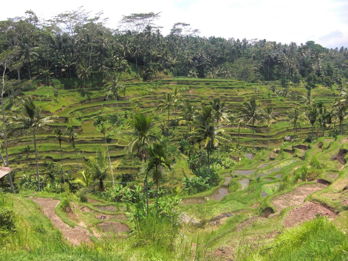 23rd Feb 2010 pic📷
in RICE TERRACE🌾