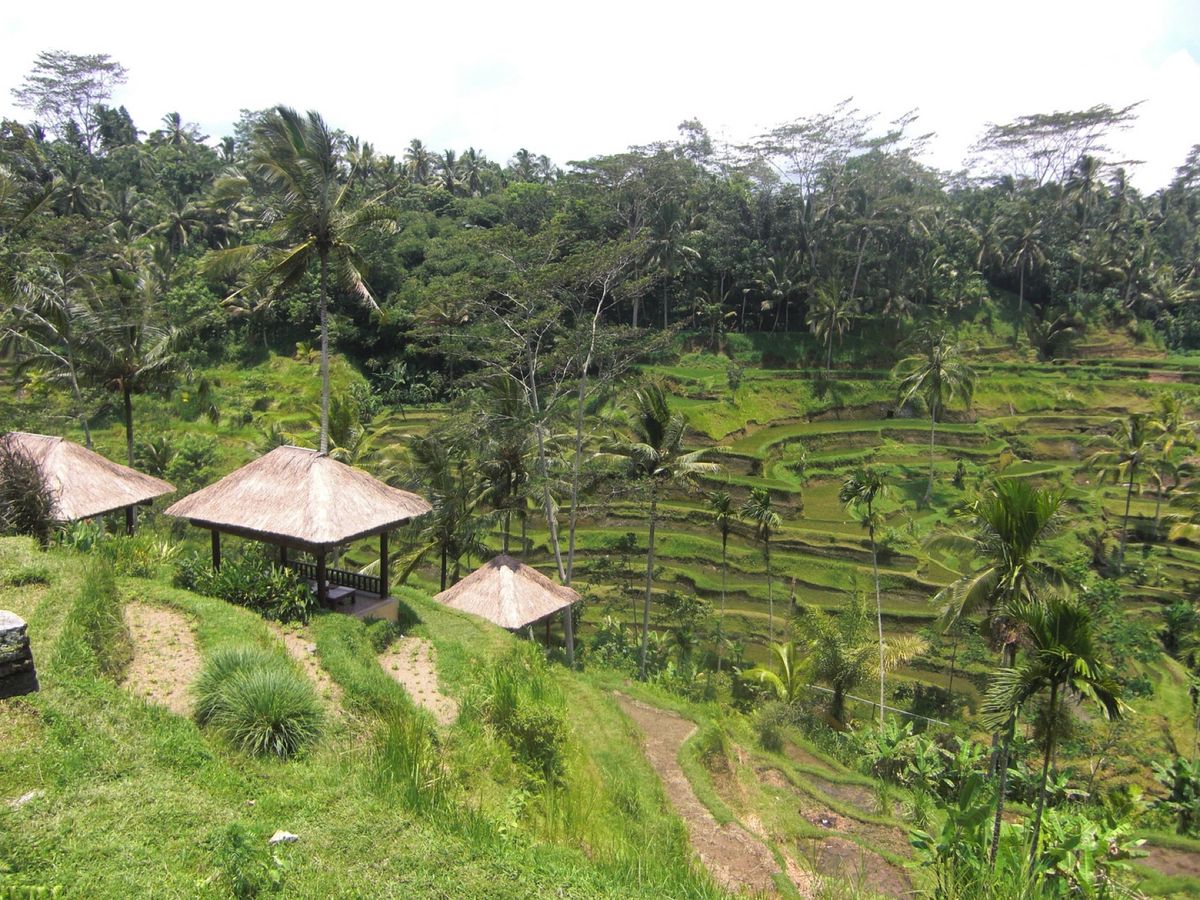 23rd Feb 2010 pic📷
in RICE TERRACE🌾