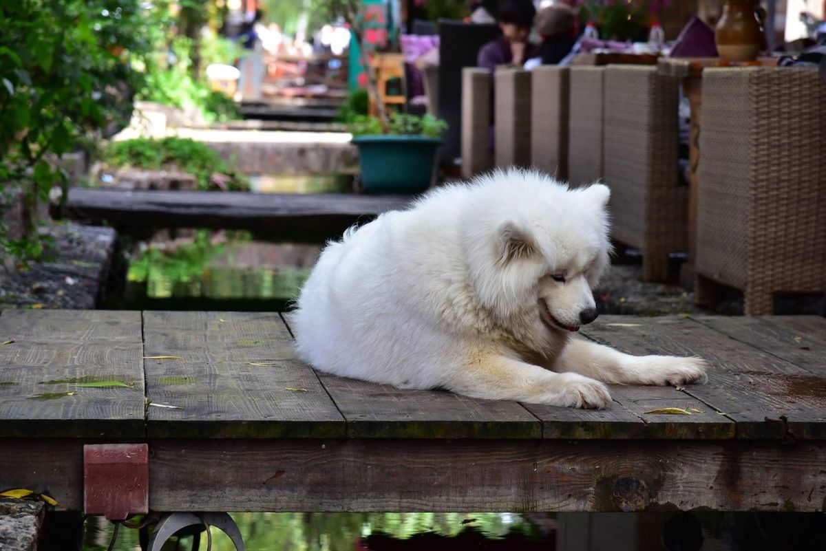 雲南省の動物達はのんびりしてて、見ていて癒されました。