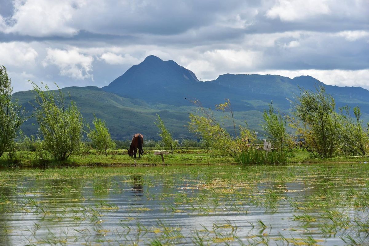 雲南省の動物達はのんびりしてて、見ていて癒されました。