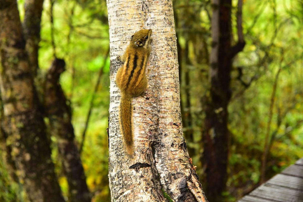 雲南省の動物達はのんびりしてて、見ていて癒されました。