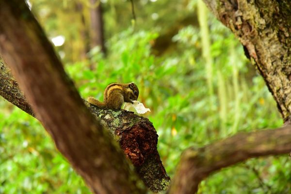中国「雲南省の旅」の写真：雲南省の動物達はのんびりしてて、見ていて...