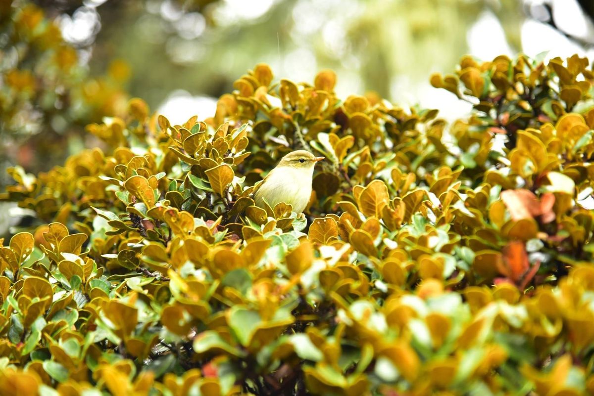 雲南省のシャングリラから麗江までの道のりを車で行けば、息を忘れるほどの美し...