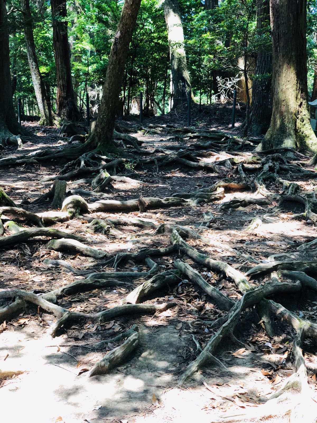 鞍馬寺はパワースポット！
人も少なくゆっくりできました。
こんな鞍馬寺は見...