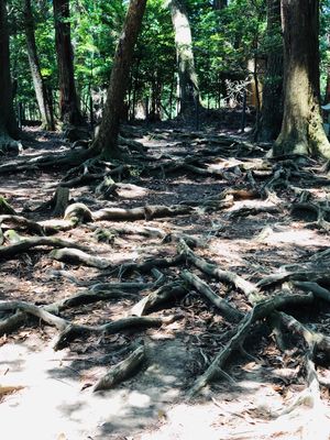 鞍馬寺はパワースポット！
人も少なくゆっくりできました。
こんな鞍馬寺は見...
