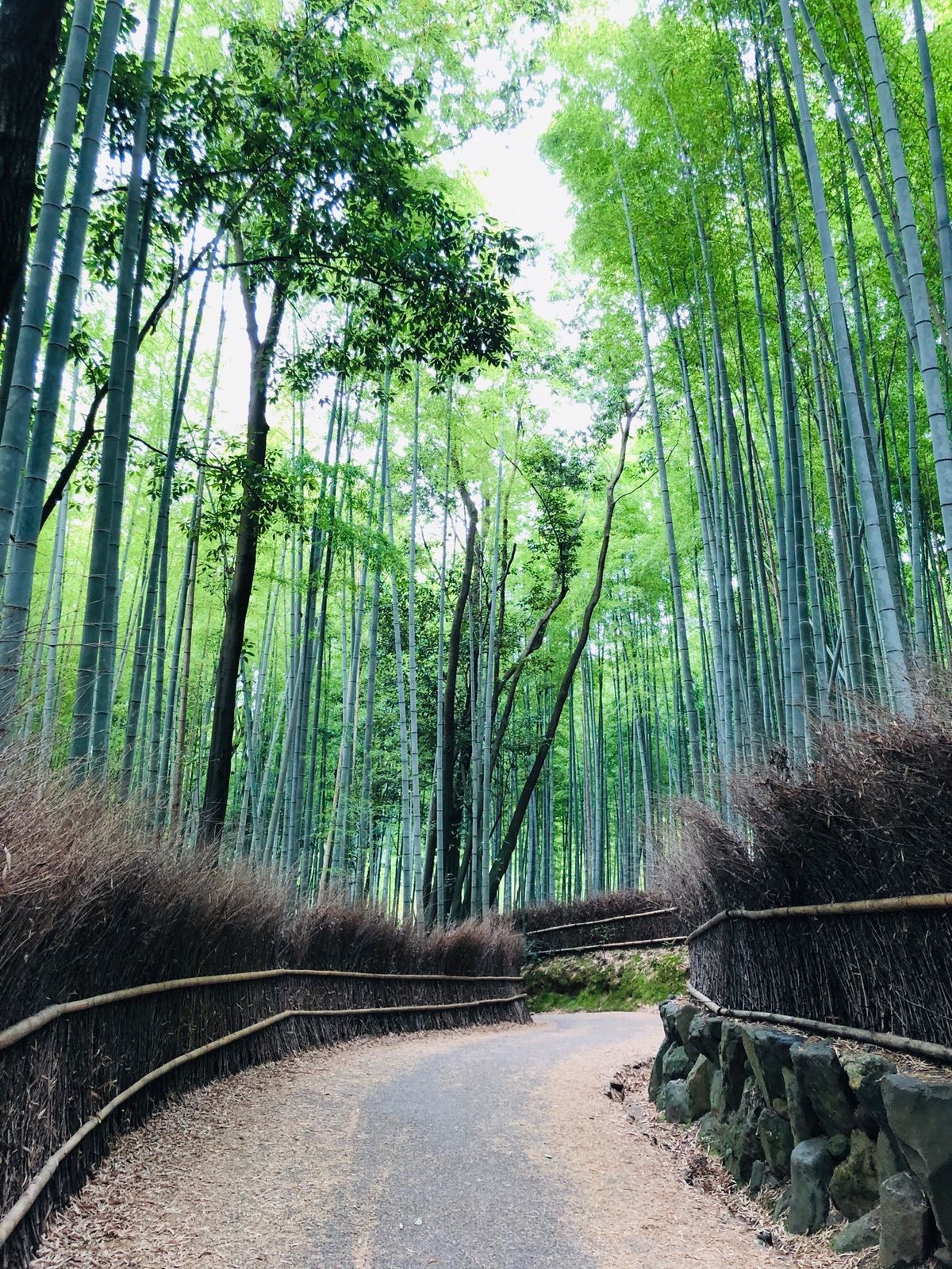 渡月橋〜常寂光寺〜竹林〜天龍寺

どこも人少なめ！