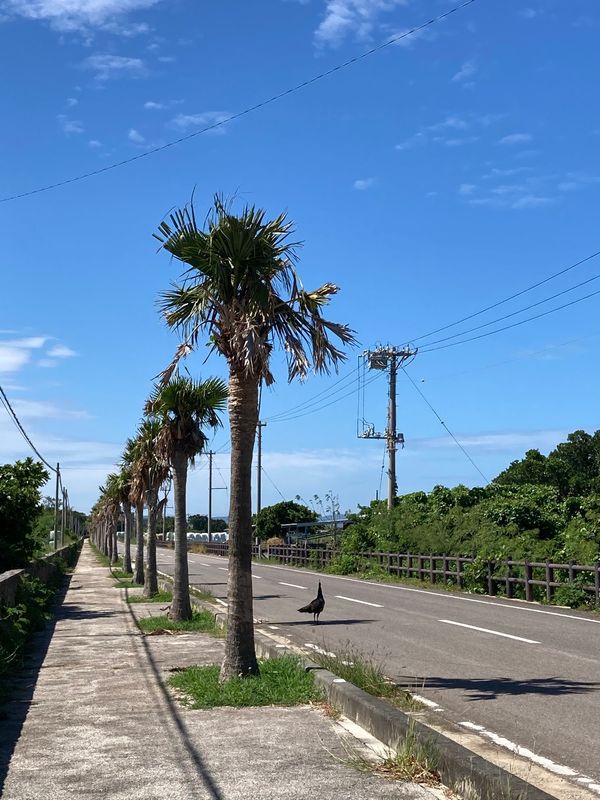 日本・石垣島「石垣島」の写真：楽しく過ごせた３日間♡