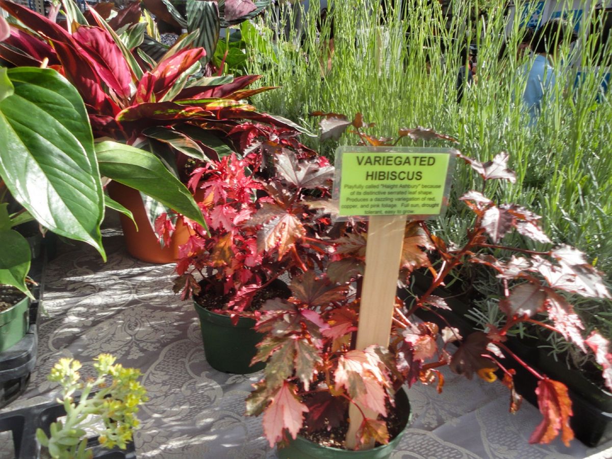 9th Jul. 2011 pic📷
in KCC Farmers Mar...