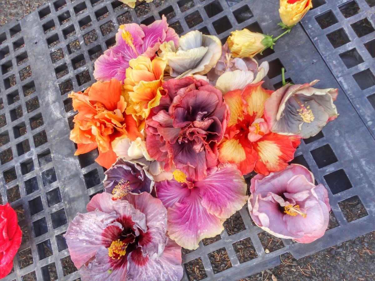 9th Jul. 2011 pic📷
in KCC Farmers Mar...