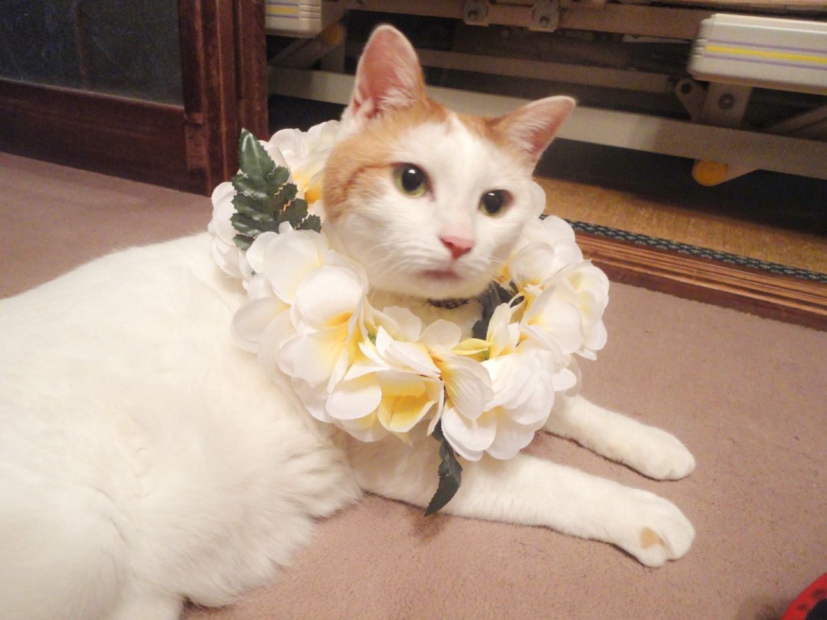 11st Jul. 2011 pic📷
帰国🇯🇵*°
猫(ちゃみさん)🐈に...