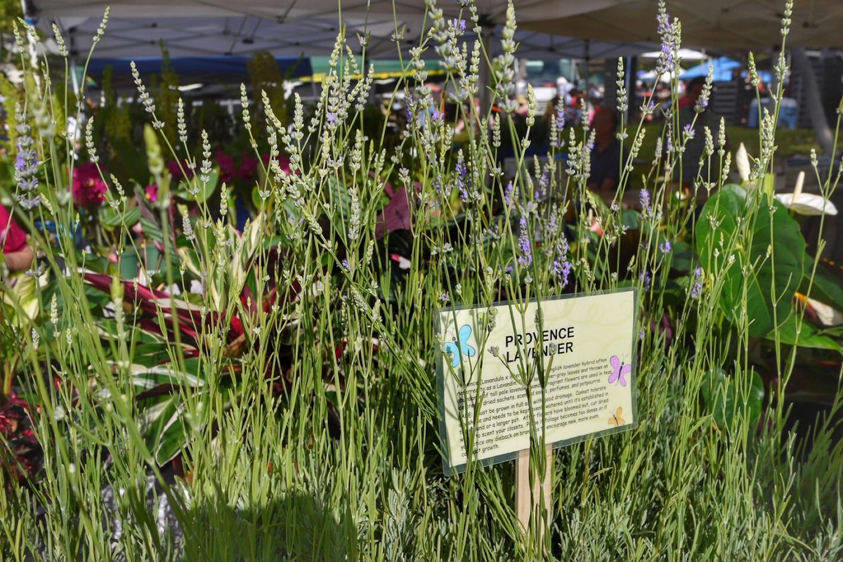 9th Jul. 2011 pic📷
in KCC Farmers Mar...