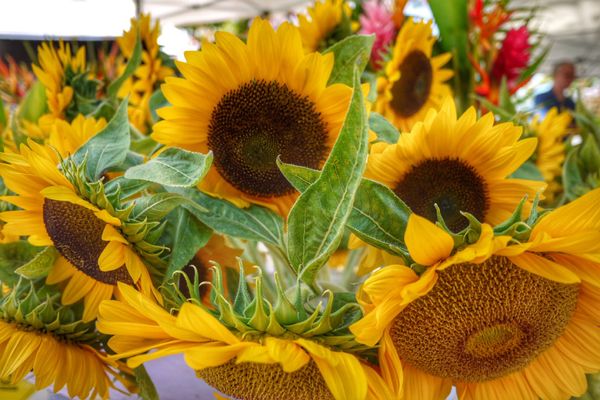 アメリカ(米国)・ハワイ「Hawaii🍍🌺👙女子旅👭」の写真：9th Jul. 2011 pic📷
i...