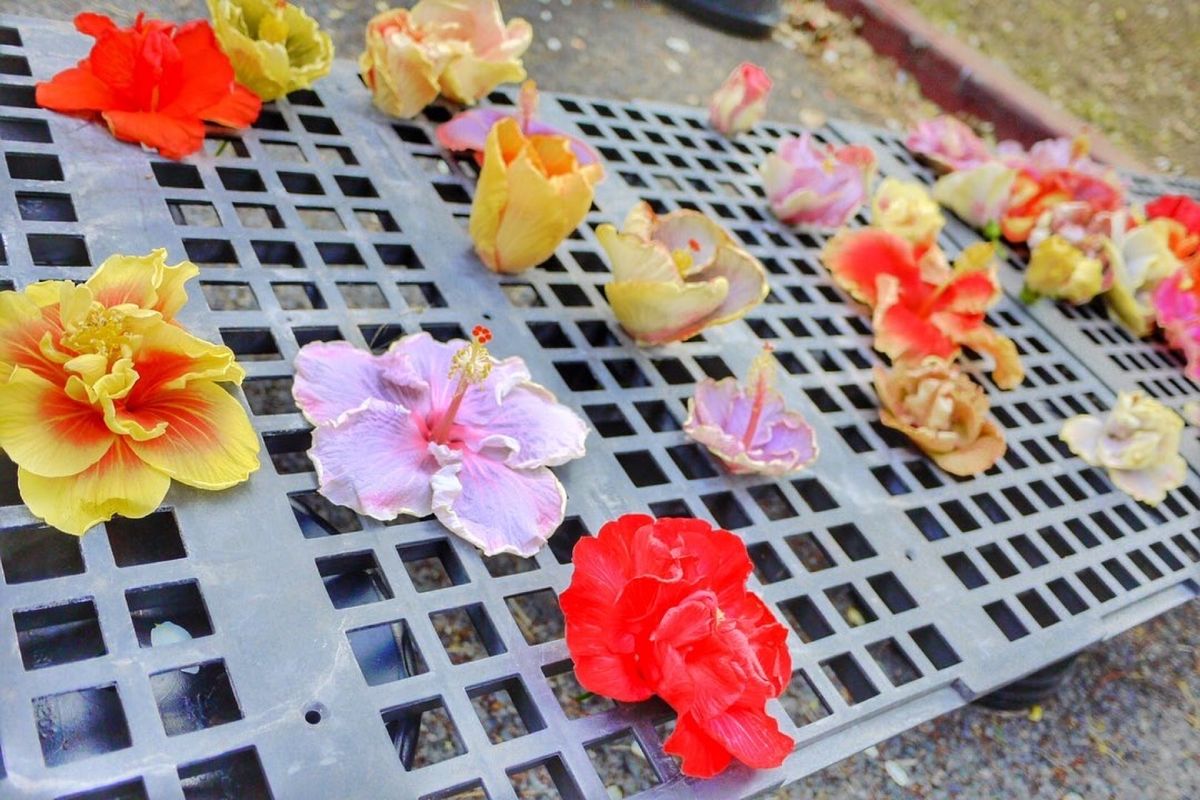 9th Jul. 2011 pic📷
in KCC Farmers Mar...