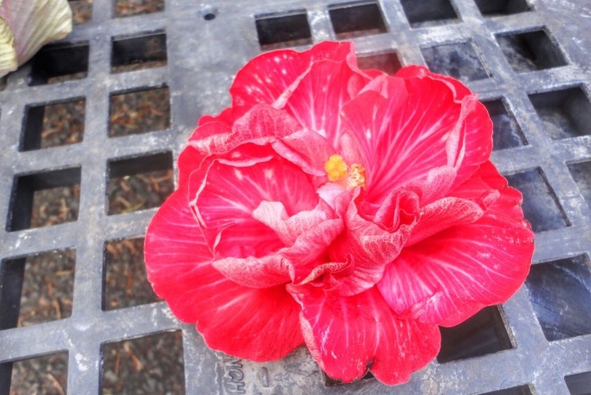 9th Jul. 2011 pic📷
in KCC Farmers Mar...