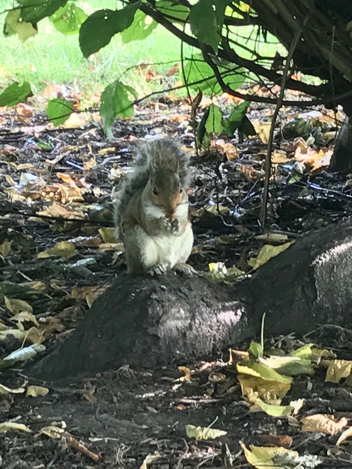 ケンジントン宮殿⭐️
たくさんのリスに会いました。