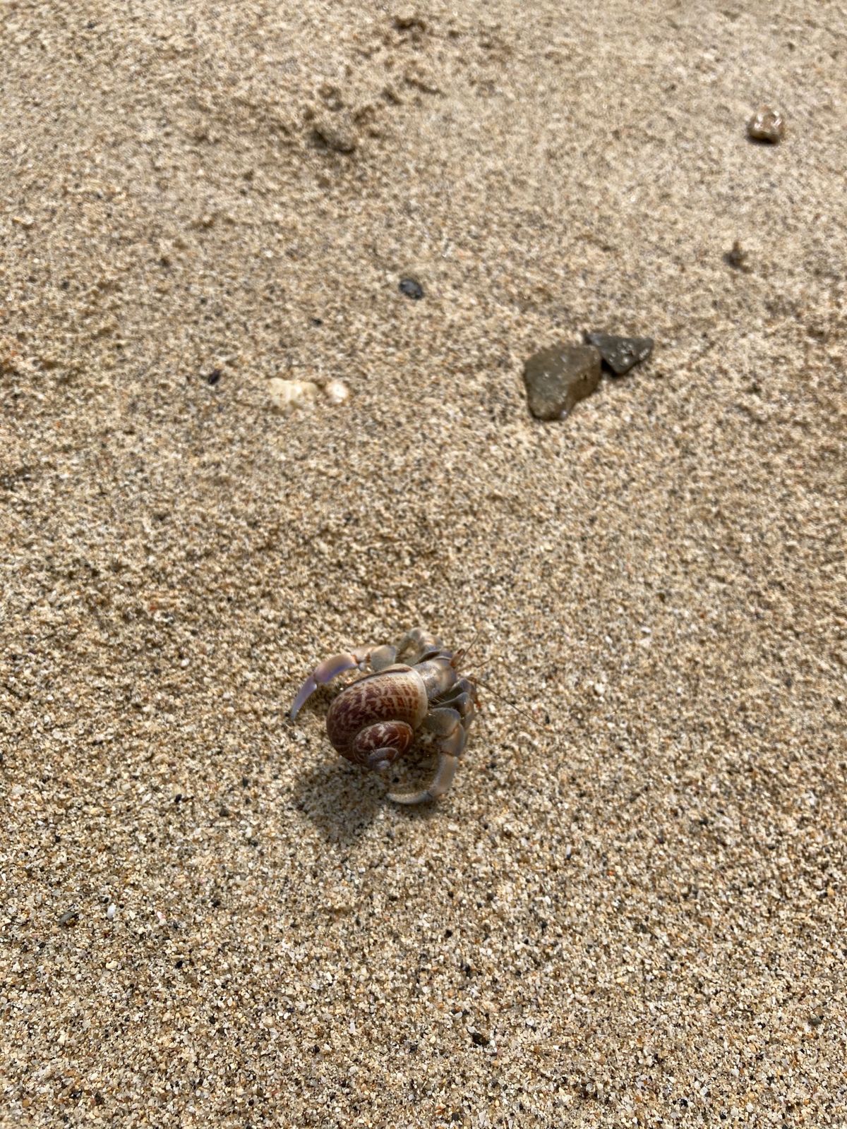 ２日目、倉崎海岸でシュノーケル🤿
ヤドカリの宿が狭い件