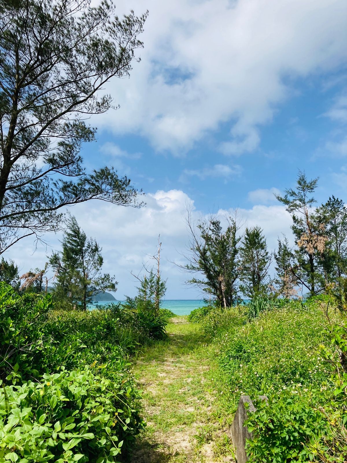 ３日目、台風が近づいているらしいけど晴れ。みなとやで最後の鶏飯🐓