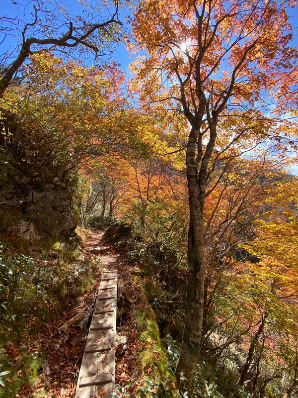 日本・徳島「かずら橋と剣山」の写真：紅葉が綺麗です