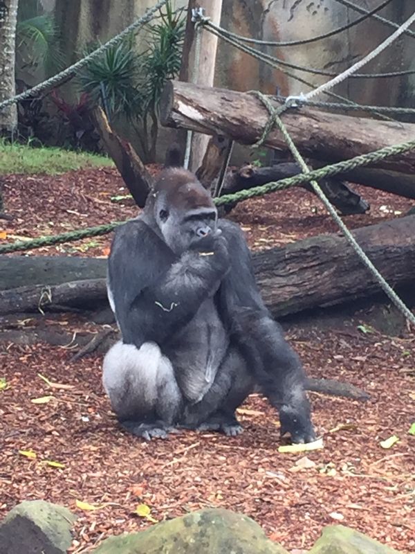 オーストラリア連邦・シドニー「オーストラリアの旅2016」の写真