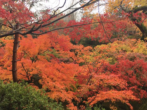 日本・京都府「京都 5th」の写真
