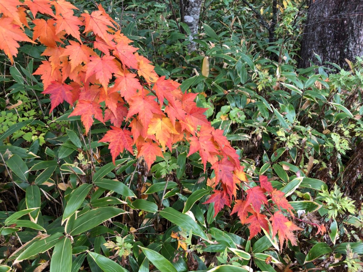梓川の透き通る水、ウェストン碑、色付き始めた紅葉、河童橋から見る穂高