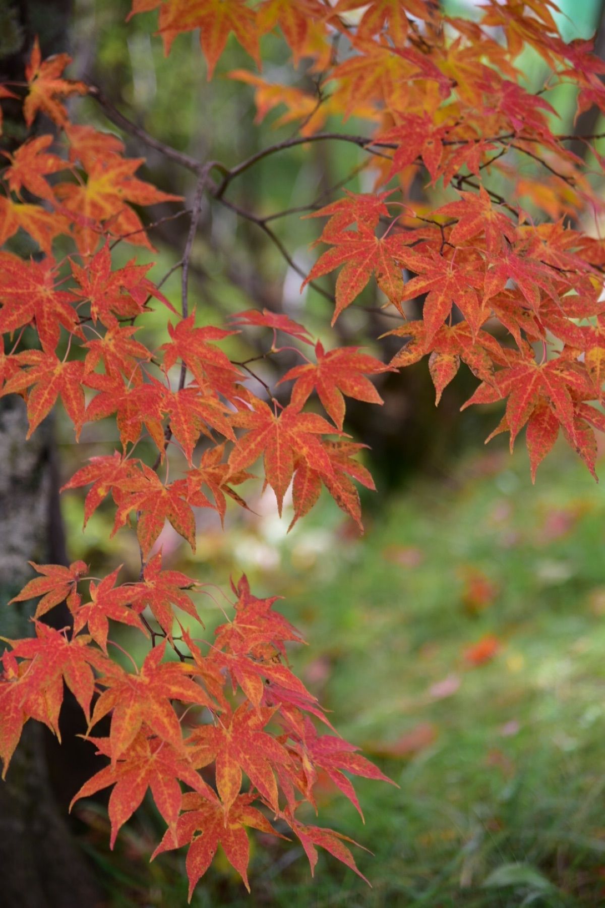奈良井宿にある伊勢屋さんにお泊まり。
早朝の宿町散歩は時を忘れさせてくれる...