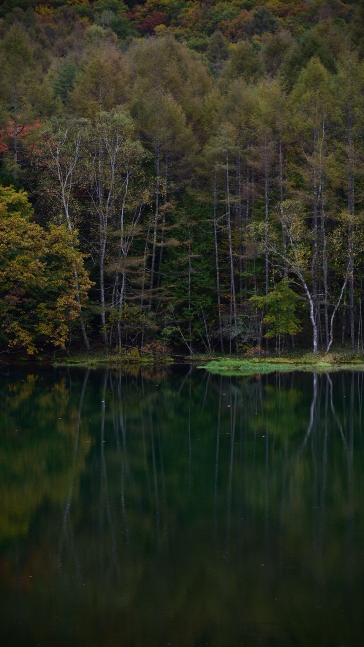 ずっと行きたかった御射鹿池。
運良く霧が立ち込めて幻想的な景色に出会えました。
