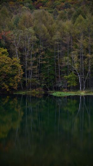 ずっと行きたかった御射鹿池。
運良く霧が立ち込めて幻想的な景色に出会えました。

