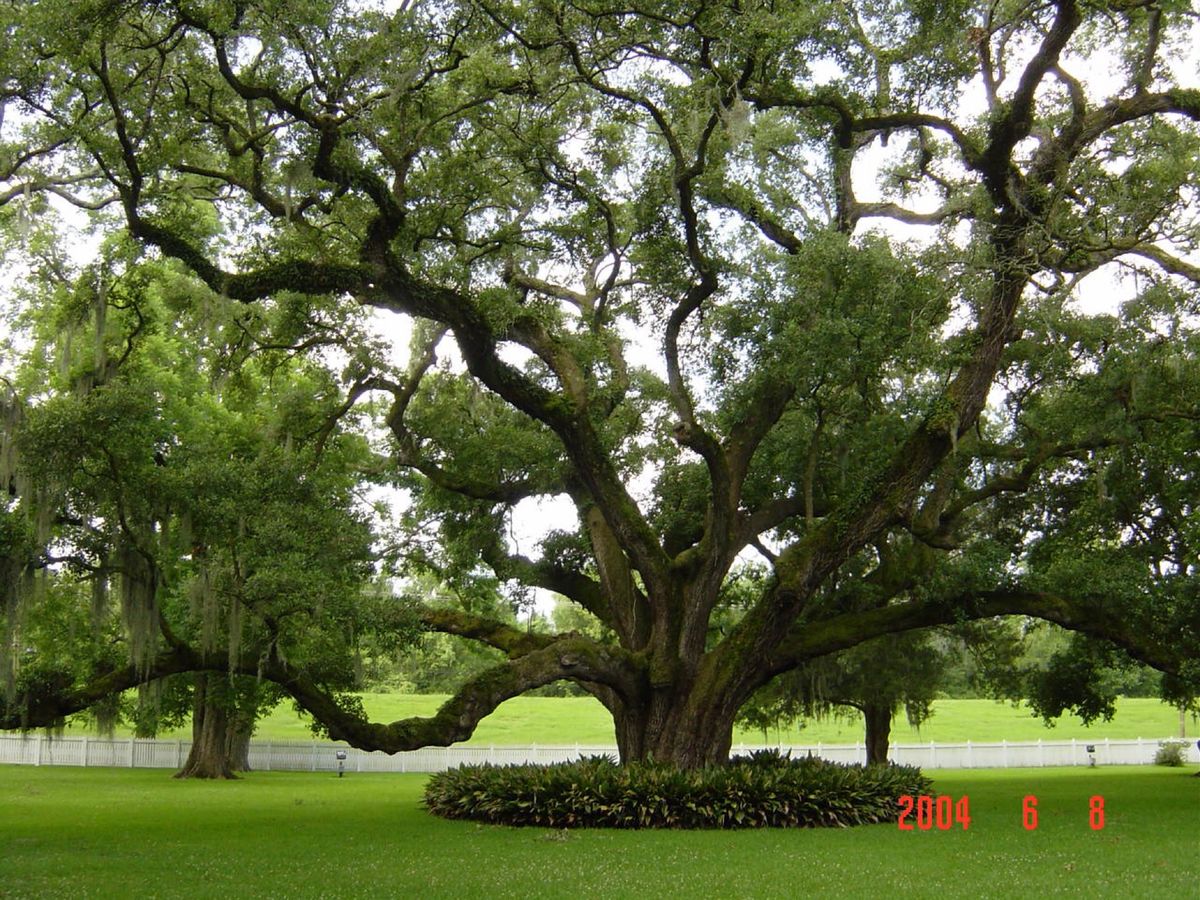 仕事の合間にPlantation tourに参加してきました。学校で習いま...