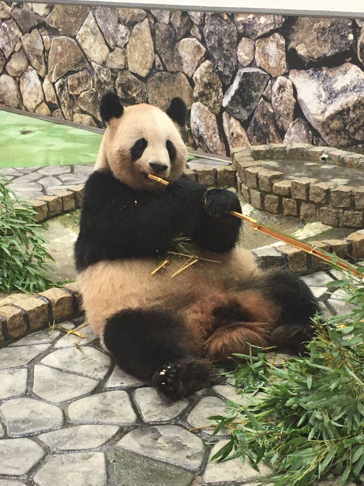 アドベンチャーワールド