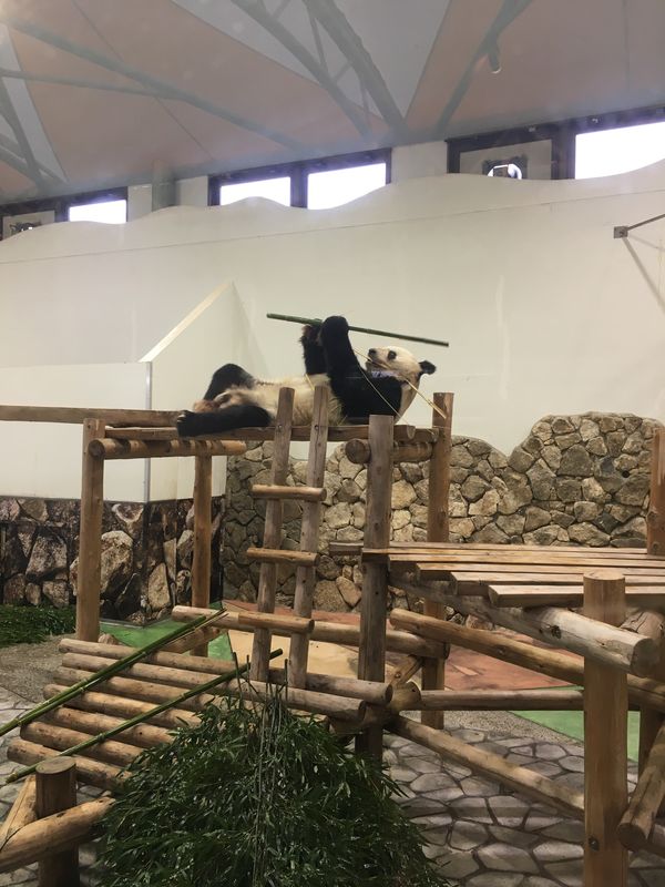 日本・和歌山「和歌山パンダ旅行」の写真：アドベンチャーワールド