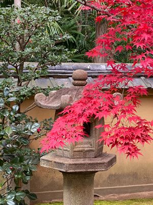 秋の京都は必ずしも大徳寺に行きます。目的は高桐院。あと2週間早ければ紅葉の...