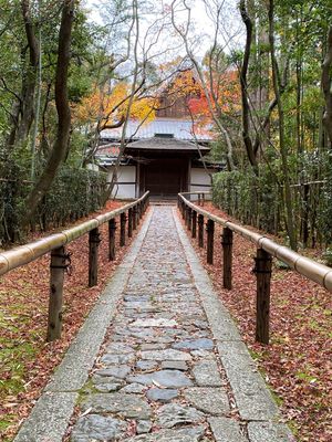 秋の京都は必ずしも大徳寺に行きます。目的は高桐院。あと2週間早ければ紅葉の...