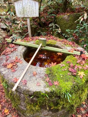 秋の京都は必ずしも大徳寺に行きます。目的は高桐院。あと2週間早ければ紅葉の...