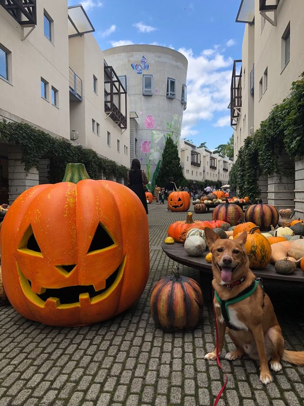 日本「リゾナーレ八ヶ岳　ハロウィン」の写真：センスの良い飾り付けは、サスガです。