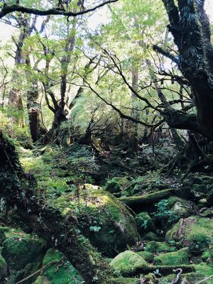 帰り道に屋久猿親子に遭遇しました。
