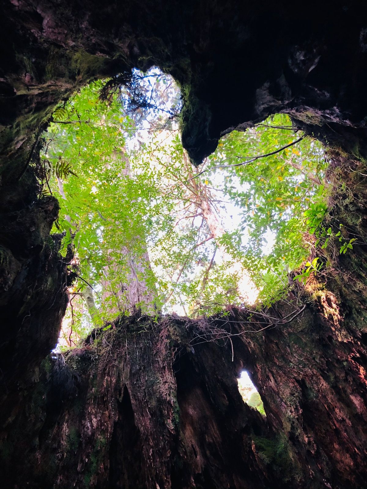 ウィルソン株
縄文杉

朝4時にホテルを出発し、ガイドさんと合流。
朝5時...