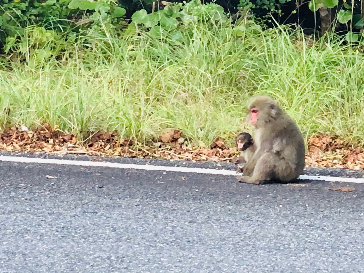 帰り道に屋久猿親子に遭遇しました。
