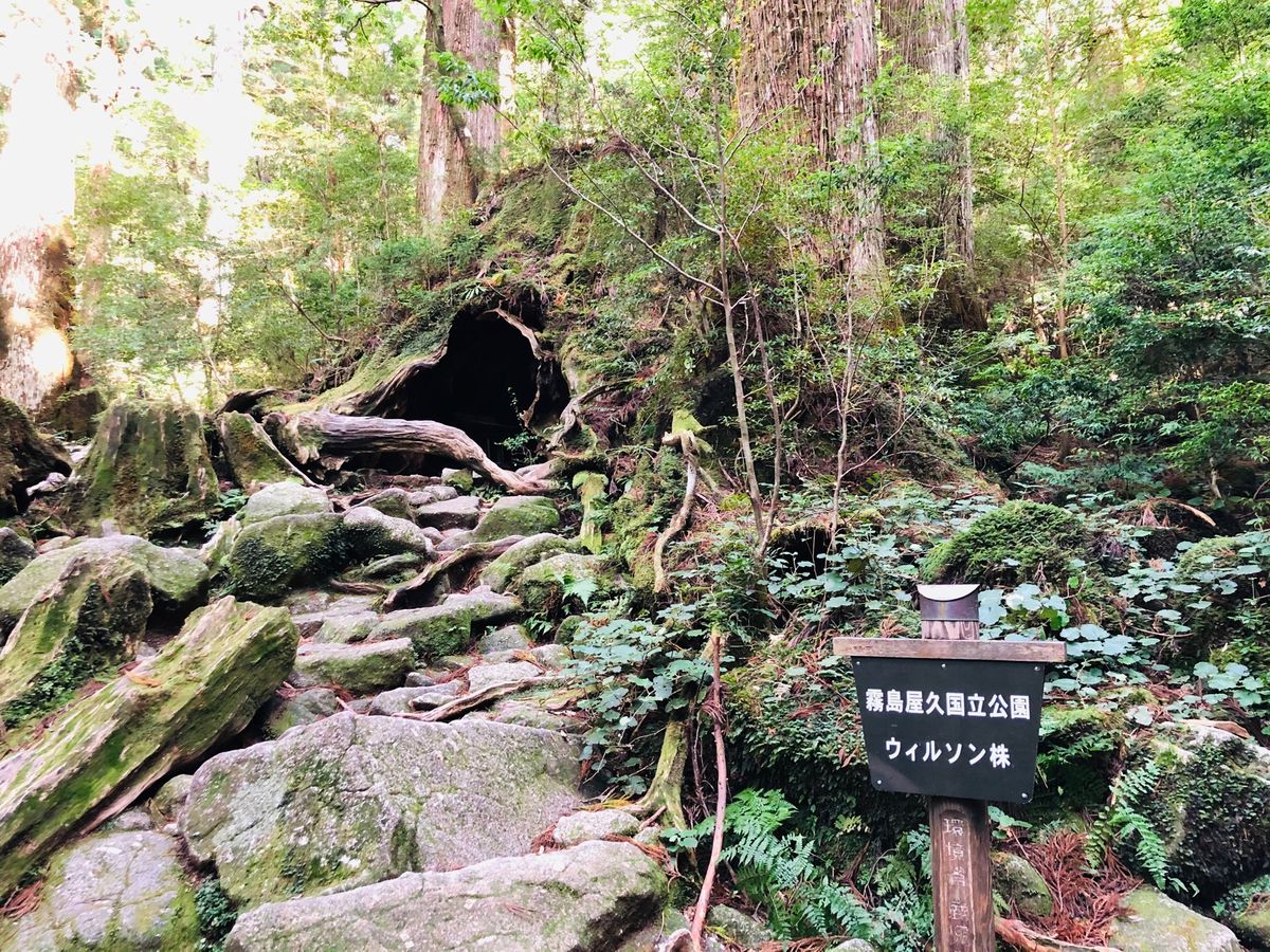 ウィルソン株
縄文杉

朝4時にホテルを出発し、ガイドさんと合流。
朝5時...